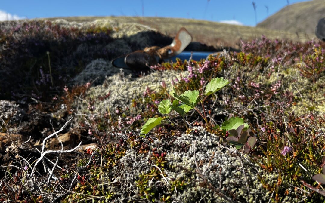 Fjallganga og gróðursetning að hausti